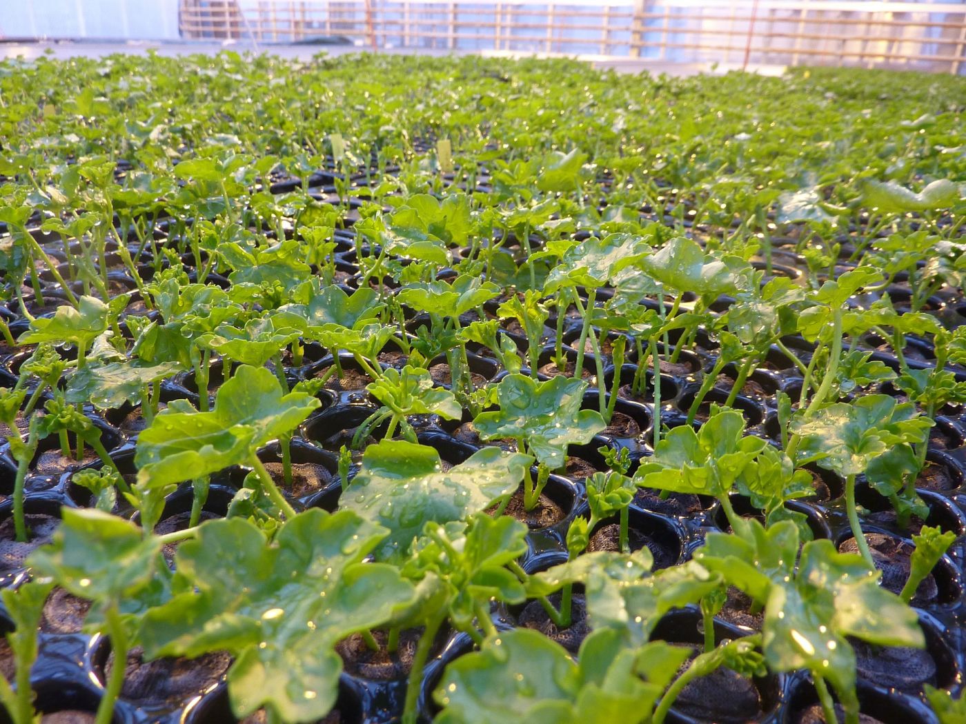 Sylviculture et entretien de plantes