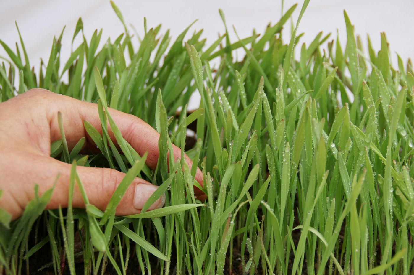 Sylviculture et entretien de plantes