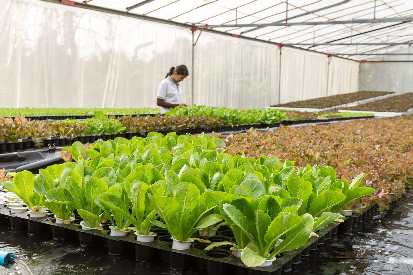 Agriculture